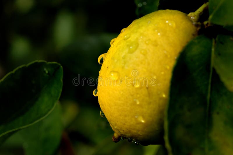 Citrus Fruit on the tree stock image. Image of pick, stem 192021