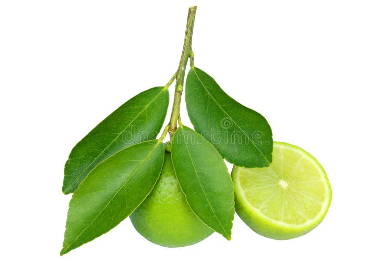 Lime With Leaf Isolated On White Background Stock Image Image of