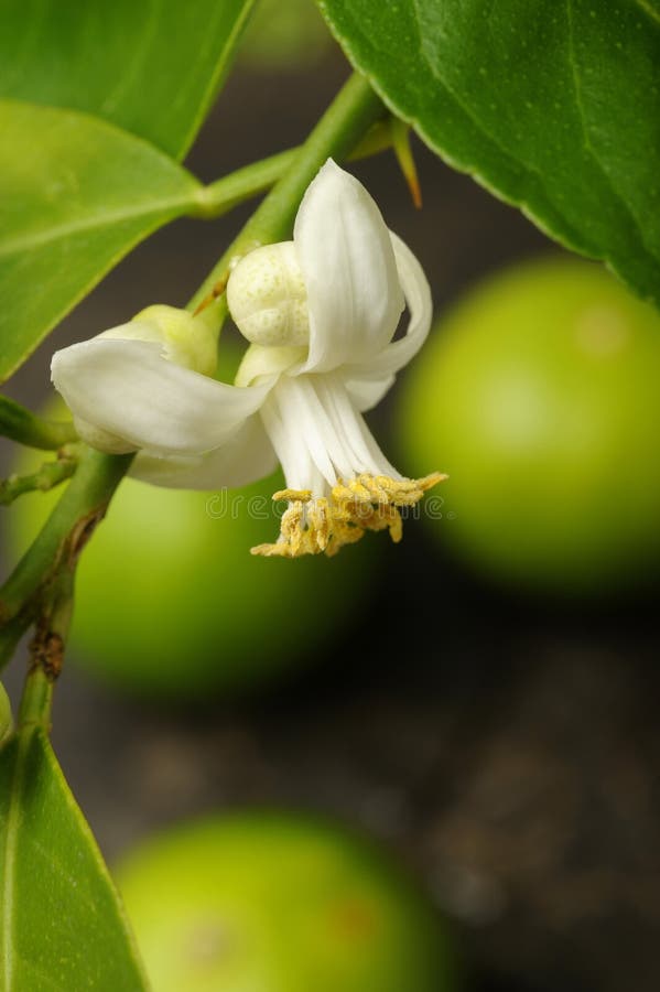 12,659 Lime Blossom Stock Photos Free & RoyaltyFree Stock Photos