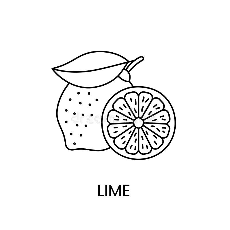Simple Lime Line Vector Drawing on White. Citrus Logo, Icon Design