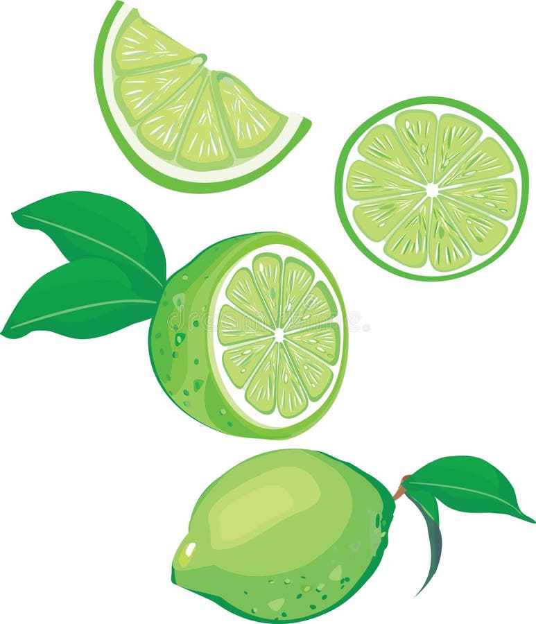 Minimalist Lime Line Vector Drawing On Green Stock Illustration - Download  Image Now - Art, Botany, Citrus Fruit - iStock
