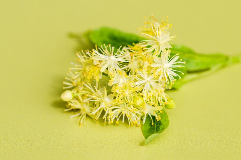 Lime plant stock photo. Image of lime, blossom, herb 41662316