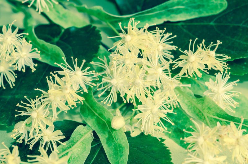 Lime plant stock photo. Image of medicine, filtered, herb 41662326