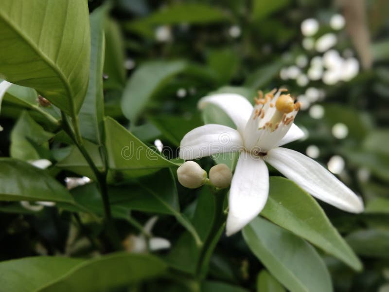 The Lime Plant Flower and Beautiful Bud. Stock Photo Image of flower