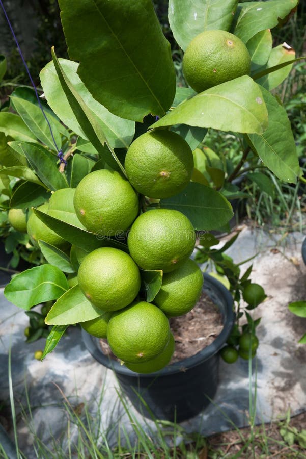 KEY LIME PLANT & X28;citrus Hybrid with a Spherical Fruits& X29; Stock