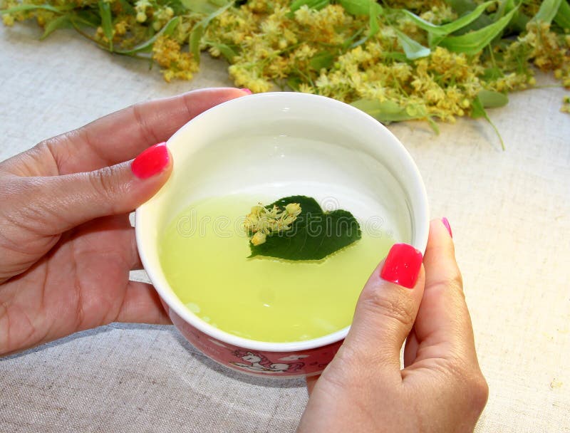 Lime Tea in Women`s Hands on a Background of Lime Flowers Stock Photo