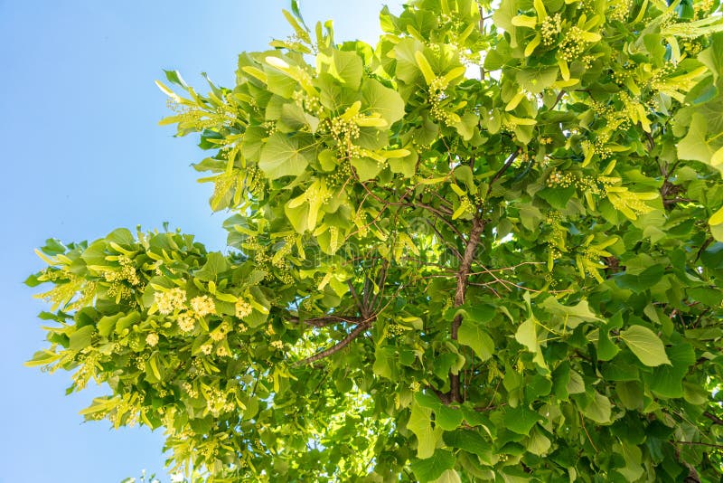 Lime Tree Flowers in Barcelona City Stock Photo Image of medicinal