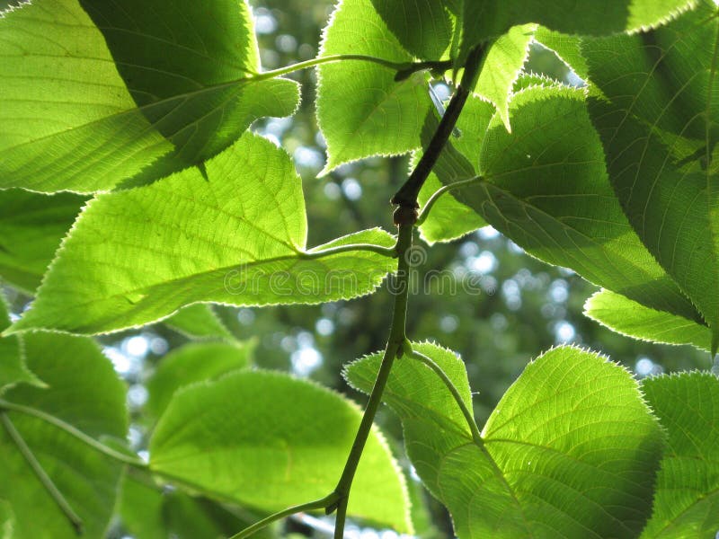 Lime-tree leaves