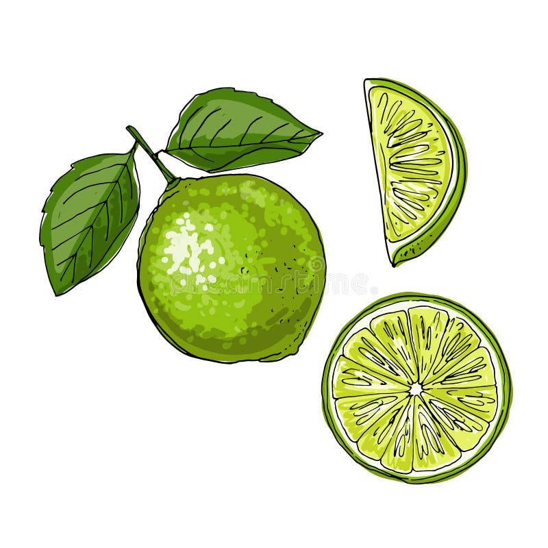 Citrus Drawings Stock Illustrations 400 Citrus Drawings Stock