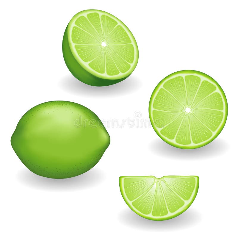Download Limes, four views stock vector. Illustration of healthy - 29252501