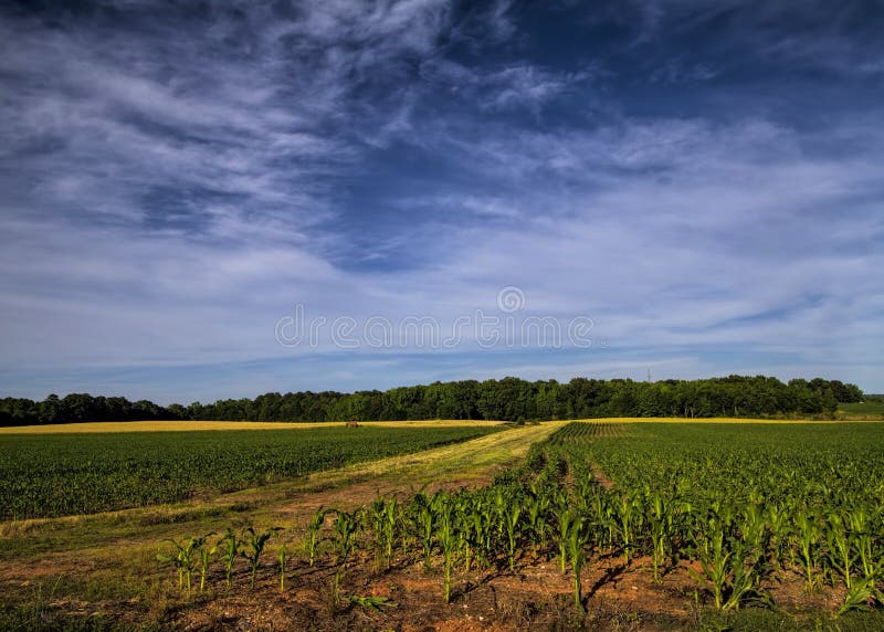 Alabama Limestone County Cotton Crop Stock Image Image of united