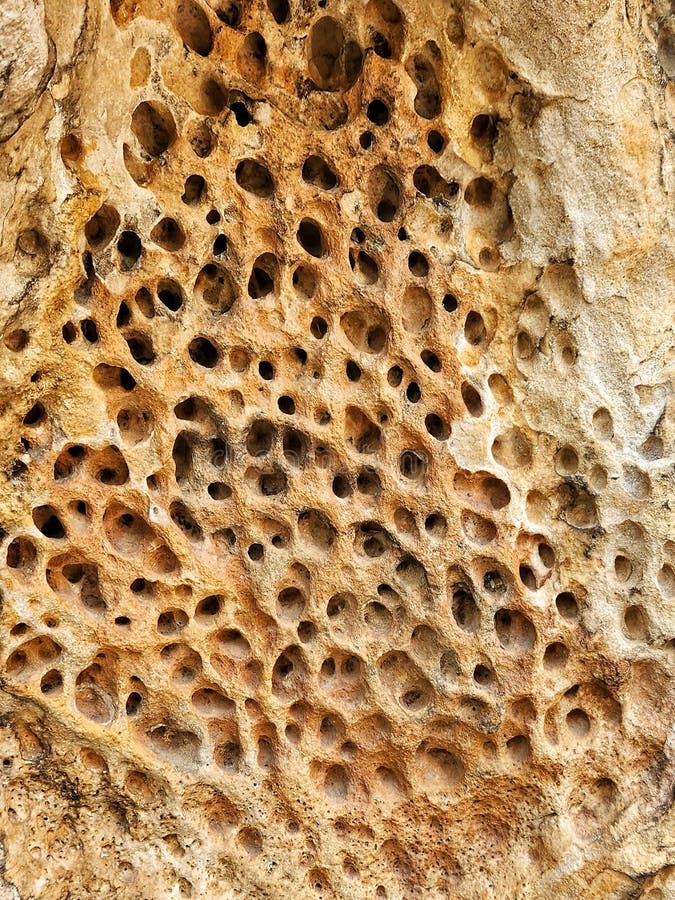Limestone Rock Formation, Has Holes in Different Sizes and Curious