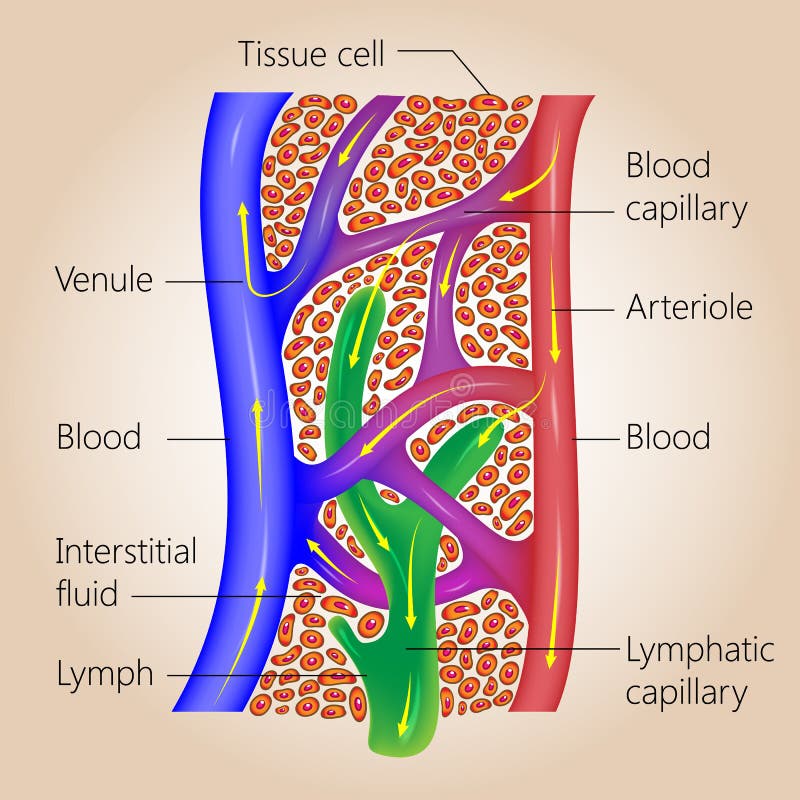 Limfatyczne i Krwionośne kapilary