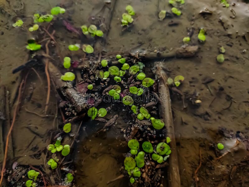 Limnobium Laevigatum Is A Floating Aquatic Plant And Is A Member Of The Family Hydrocharitaceae Common Names Include West Indian Stock Image Image Of Fresh Lemna Limnobium Laevigatum Is A Floating Aquatic Plant And Is A Member Of The Family Hydrocharitaceae Common Names Include West Indian Stock Image Image Of Fresh Lemna