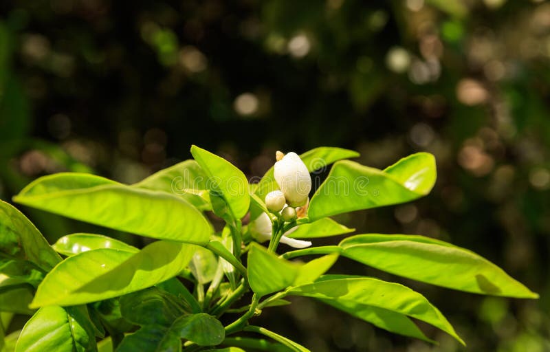 Limone che fiorisce nello sping fotografie stock Limone che fiorisce nello sping fotografie stock