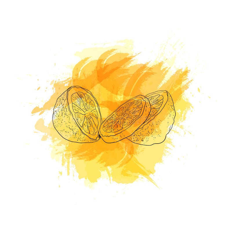 Limone disegnato mano vettoriale sulla splash color giallo chiaro isolata sullo sfondo bianco, gruppo di lemoni illustrazione vettoriale Limone disegnato mano vettoriale sulla splash color giallo chiaro isolata sullo sfondo bianco, gruppo di lemoni illustrazione vettoriale
