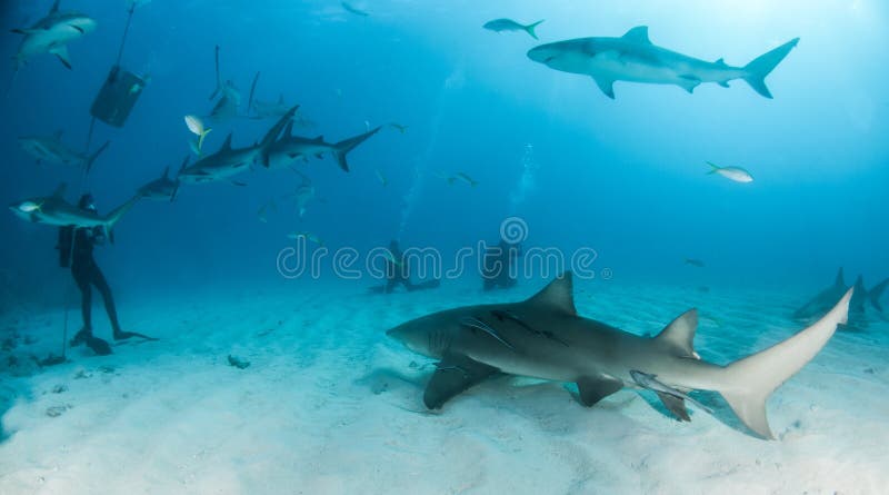 Limone e squalo caraibico della scogliera alle Bahamas fotografie stock Limone e squalo caraibico della scogliera alle Bahamas fotografie stock