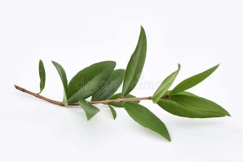 Limone Myrtle Plant Leaves