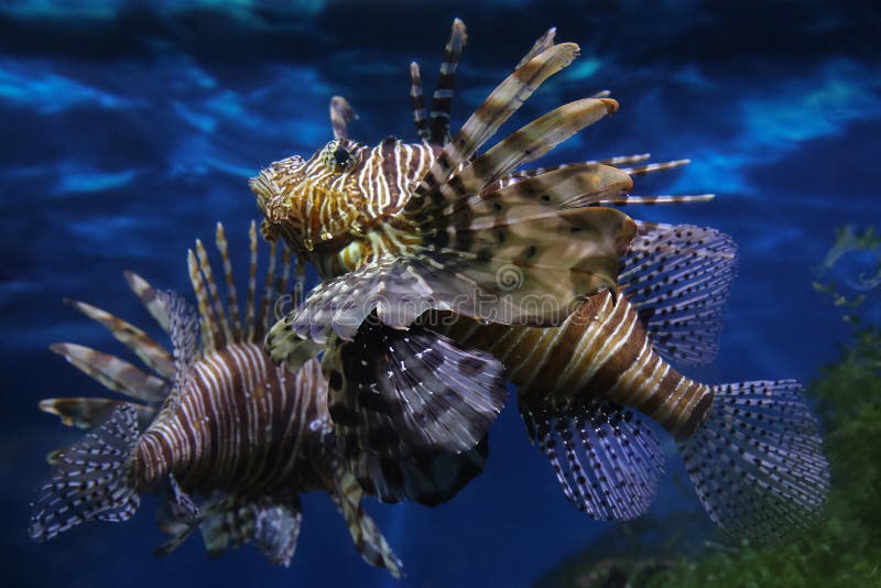 Limonenfische Ddrochirus zebra Fische in einem Aquarium verschwommen Hintergrund. Limonenfische Ddrochirus zebra Fische in einem Aquarium verschwommenen Hintergrund Schießdatum 31. Juli 2020