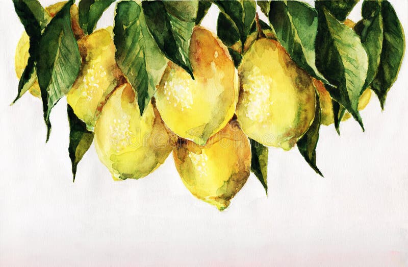 Limones libre illustration Limones libre illustration