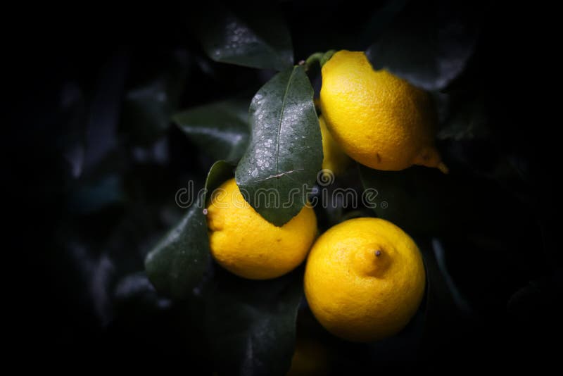Limoni freschi su fondo scuro fotografia stock libera da diritti Limoni freschi su fondo scuro fotografia stock libera da diritti