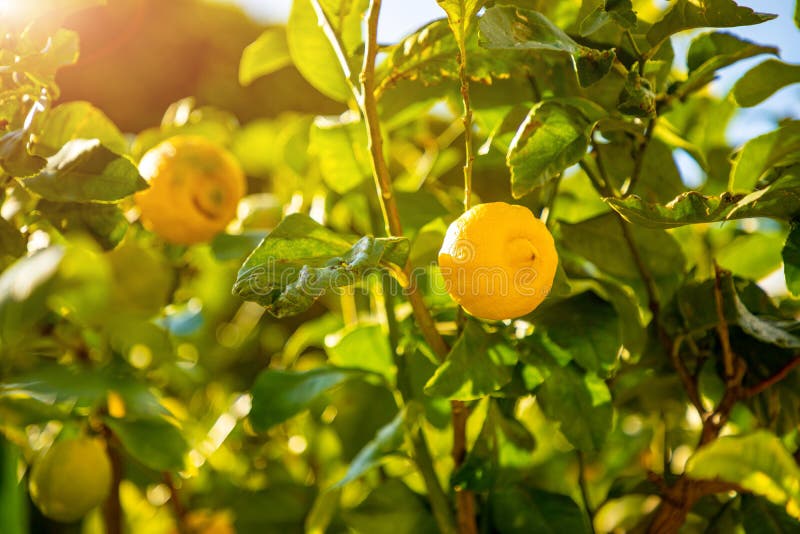 Limoni in un boschetto dell'agrume in Sicilia, Italia