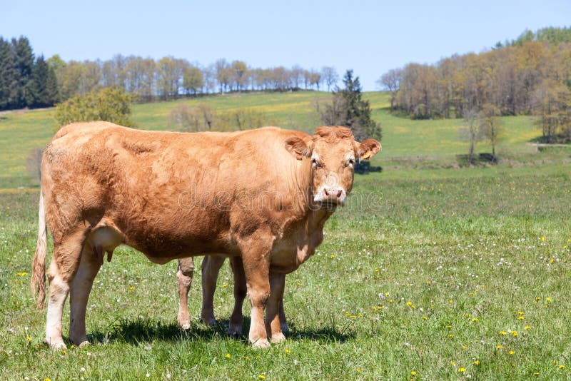 Limousin beef cow with her calf behind her in a spring pasture