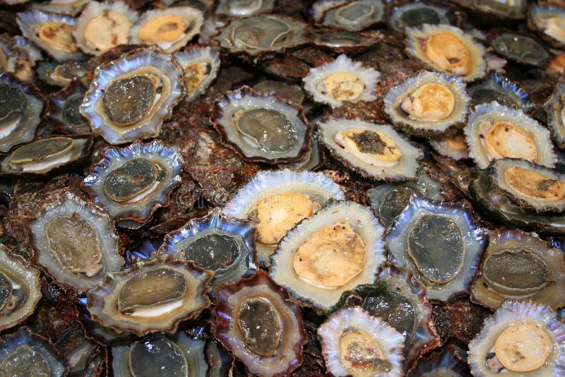 Limpet edible snail stock image. Image of seafood, color 24635523