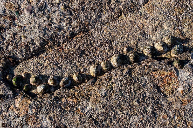 Limpets befestigt zu einer Felsenoberfläche stockbilder Limpets befestigt zu einer Felsenoberfläche stockbilder