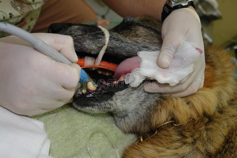 Limpeza dental 3 imagem de stock