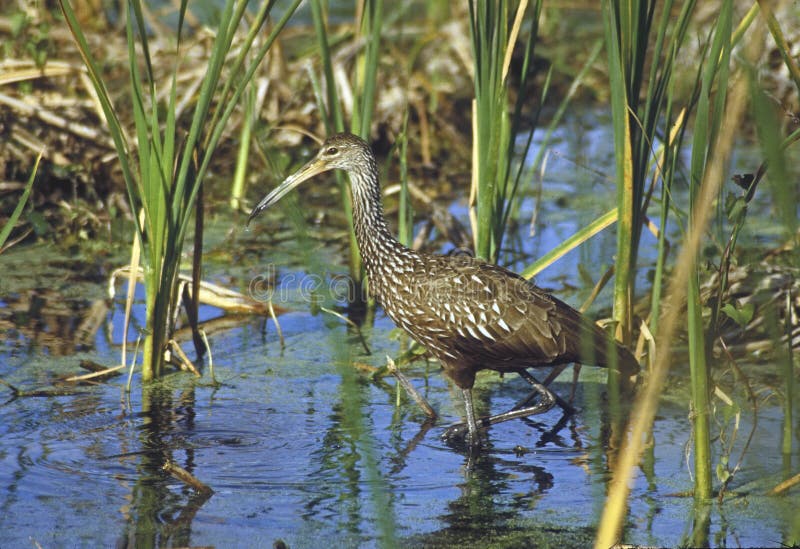 Water drips off the Limpkin's long bill as he carefully walks through the Orlando Wetlands Park, Florida, looking for fish to eat. Water drips off the Limpkin's long bill as he carefully walks through the Orlando Wetlands Park, Florida, looking for fish to eat.