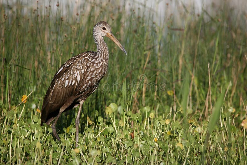 Limpkin in the grass