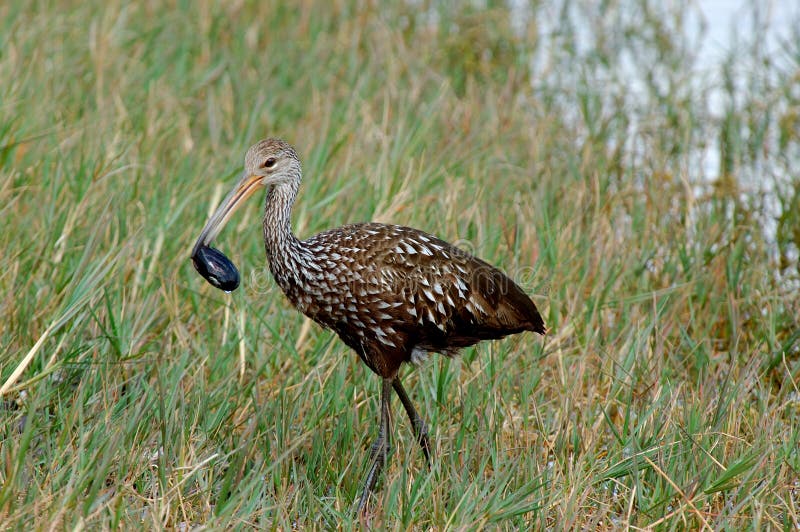 The limpkin is a bird of freshwater marshes. This one is feeding on a freshwater mussel. The limpkin is a bird of freshwater marshes. This one is feeding on a freshwater mussel