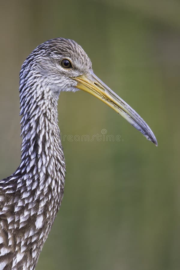 Limpkin (Aramus guarauna