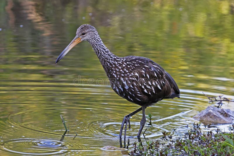 Limpkin (Aramus guarauna) in water