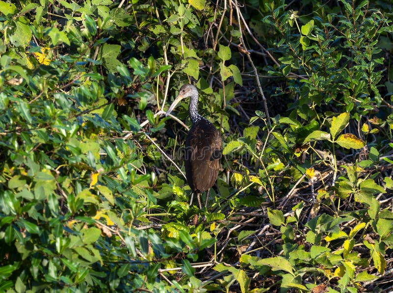 Limpkin (Aramus guarauna) in vegetation in Brazil. Limpkin (Aramus guarauna) in vegetation in Brazil