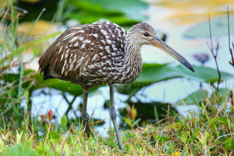 Limpkin (Aramus guarauna) in Everglades National Park, Florida