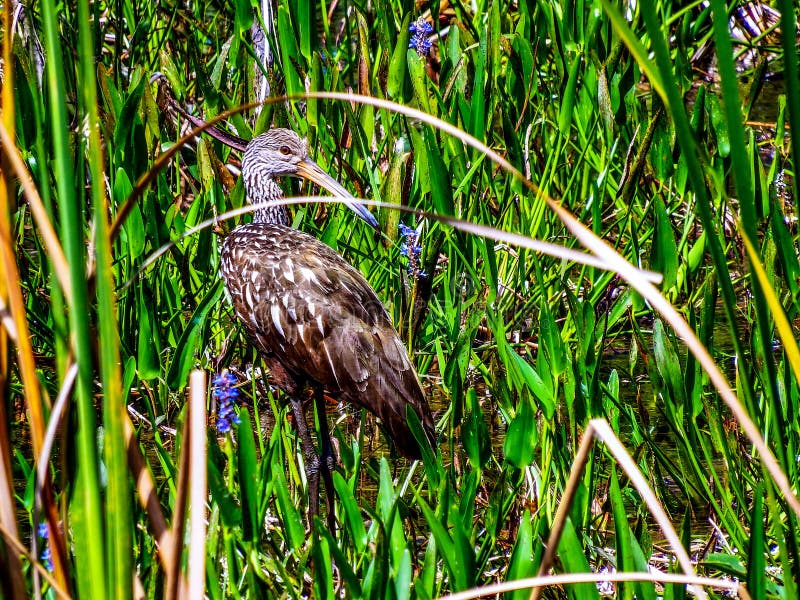 Limpkin aramus guarauna, hunting for apple snails in a Florida marsh. They feed almost exclusively on these snails; so habitat loss puts these wonderful animals in peril.