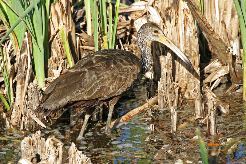A Limpkin, Aramus guarauna, hunting in marsh