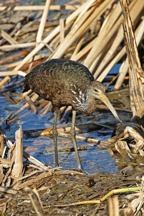 A Limpkin, Aramus guarauna, hunting in reeds