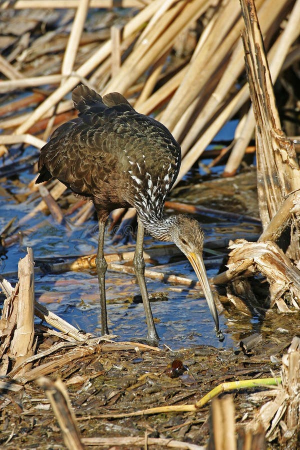 A Limpkin, Aramus guarauna, hunting in wetlands