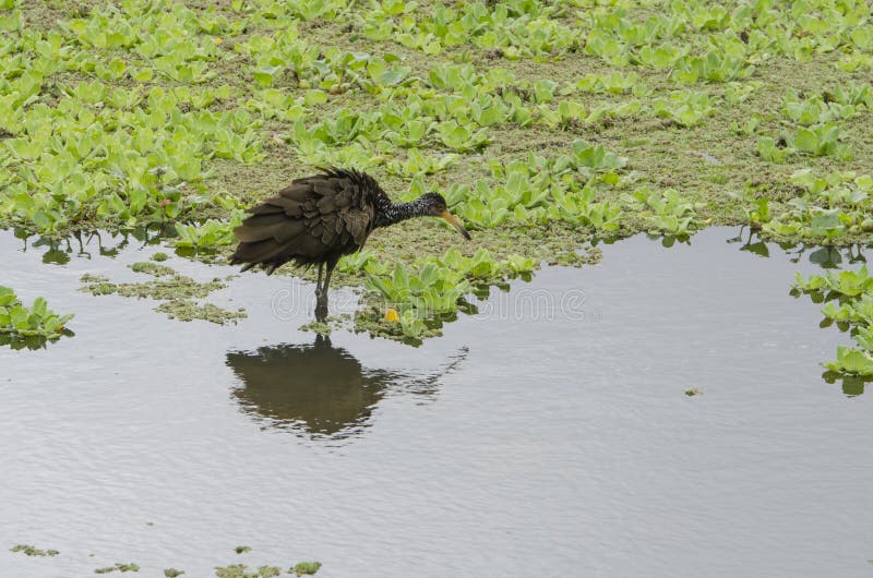 Limpkin, aramus guarauna, also known as carrao, courlan or crying bird; in a lagoon with abundant aquatic plants. Costanera Sur Ecological Reserve, Buenos Aires, Argentina. Limpkin, aramus guarauna, also known as carrao, courlan or crying bird; in a lagoon with abundant aquatic plants. Costanera Sur Ecological Reserve, Buenos Aires, Argentina