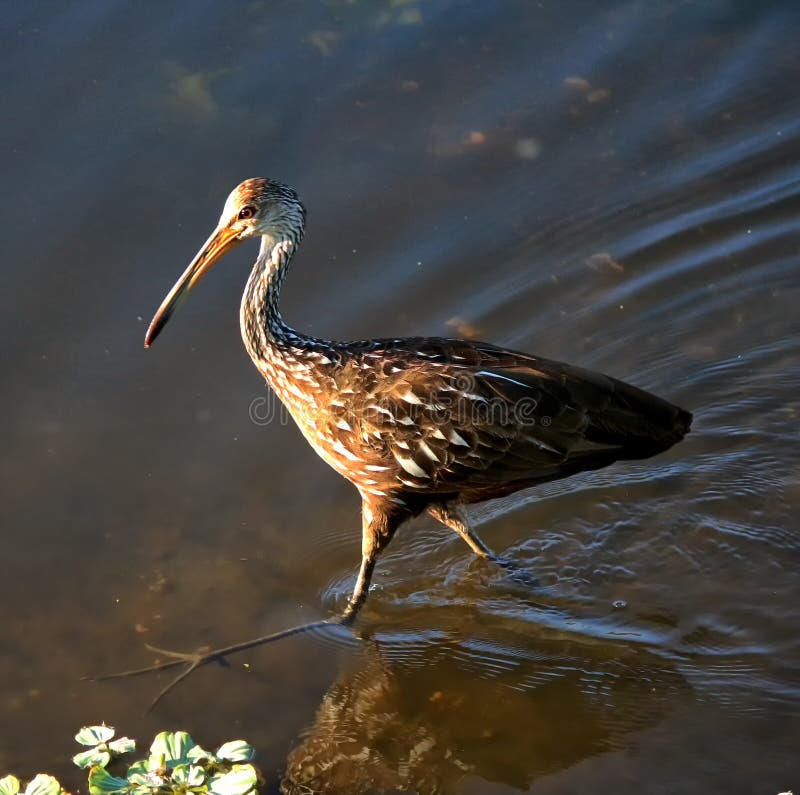 Limpkin Aramus guarauna, also called carrao, courlan, and crying bird, walking along the shore of a lake. Limpkin Aramus guarauna, also called carrao, courlan, and crying bird, walking along the shore of a lake