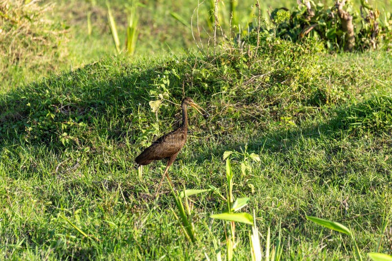Limpkin (Aramus guarauna), also called carrao, courlan, and crying bird, is a large wading bird. Magdalena river, Wildlife and birdwatching in Colombia. Limpkin (Aramus guarauna), also called carrao, courlan, and crying bird, is a large wading bird. Magdalena river, Wildlife and birdwatching in Colombia.
