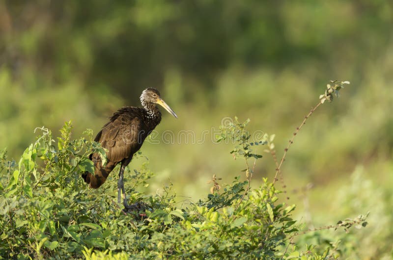 Limpkin Aramus guarauna perched in a tree, Pantanal, Brazil