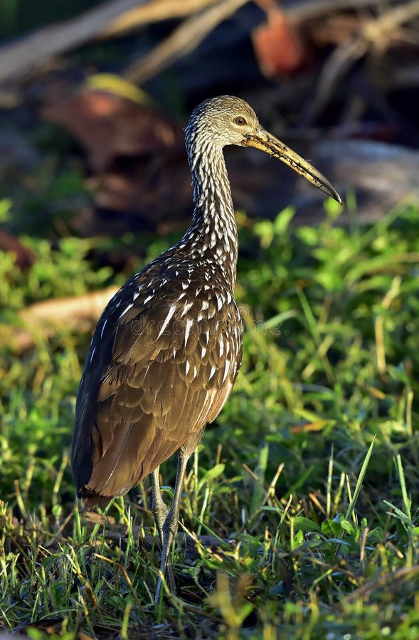 The limpkin (Aramus guarauna), Portrait in sunrise . Cuba