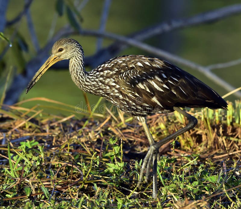 The limpkin (Aramus guarauna), Portrait in sunrise . Cuba