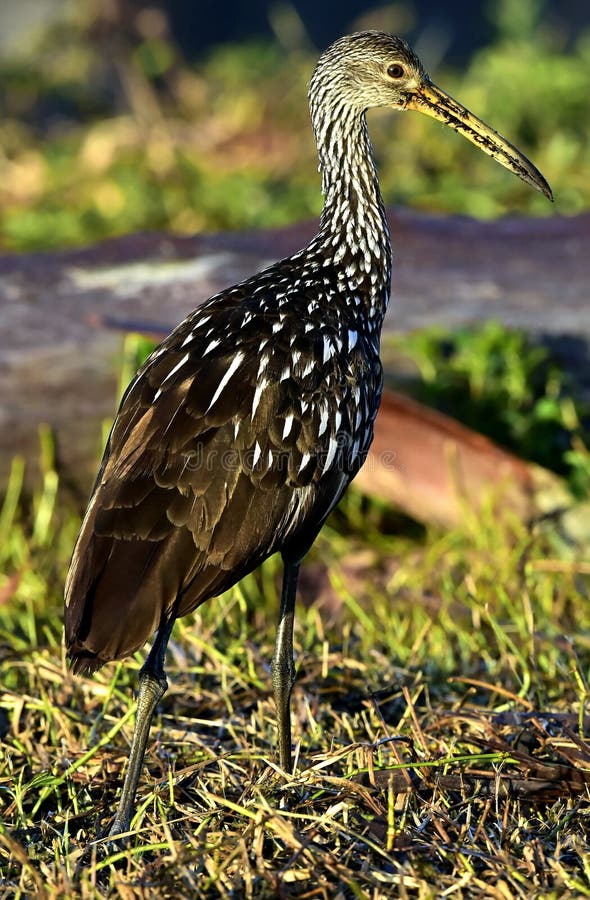 The limpkin (Aramus guarauna), Portrait in sunrise . Cuba