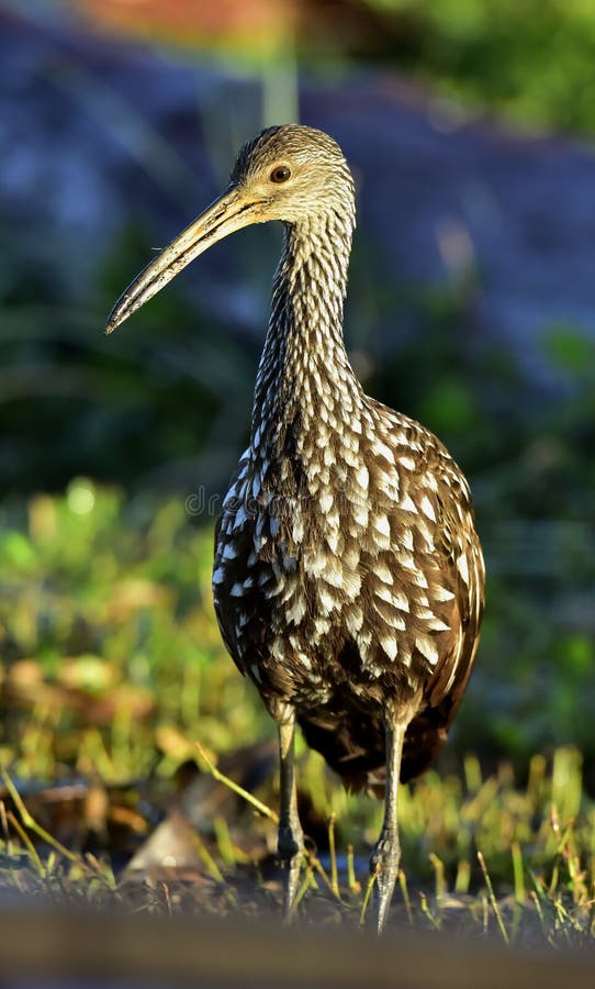 The limpkin (Aramus guarauna), Portrait in sunrise . Cuba