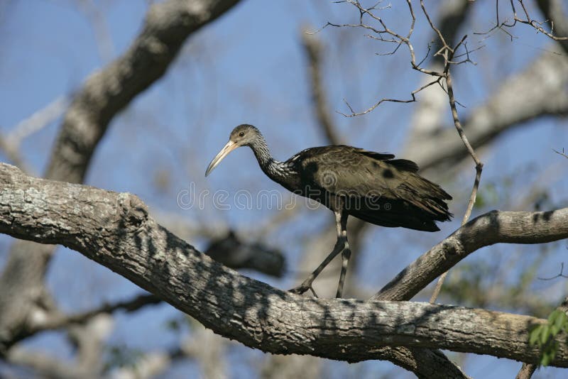 Limpkin, Aramus guarauna, single bird on branch, Brazil